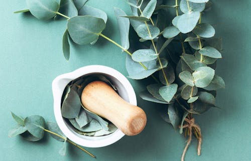 Using a mortar and pestle to grind eucalyptus leaves for medicinal purposes