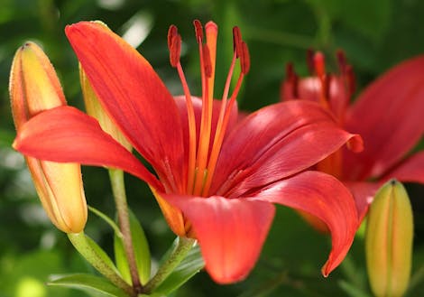 Photograph of red lilies