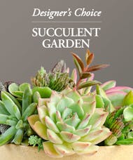 Succulent Garden - Designer's Choice
