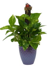 Pothos on Pole in Special Container