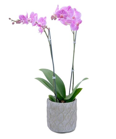 Purple Beauty Orchid