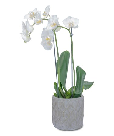 White Elegance Orchid