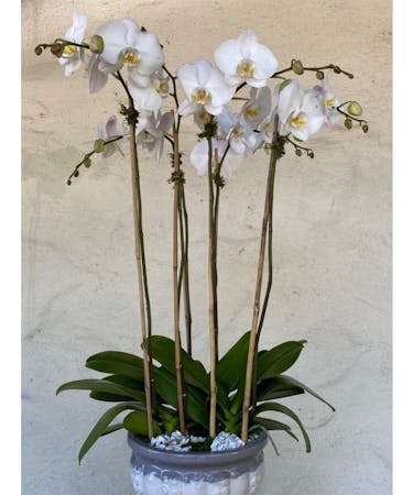 Orchid Trio Plant